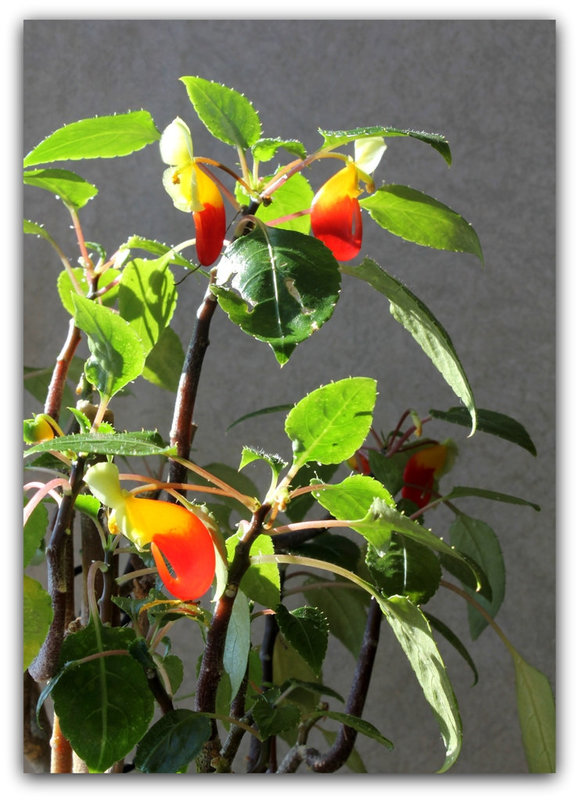 Impatiens niamniamensis