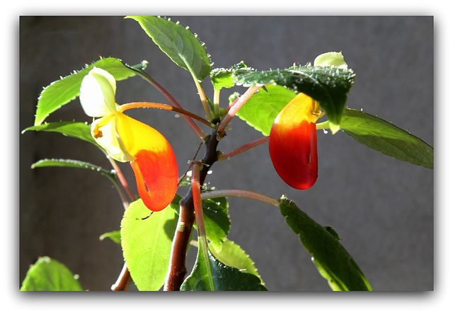 Impatiens niamniamensis