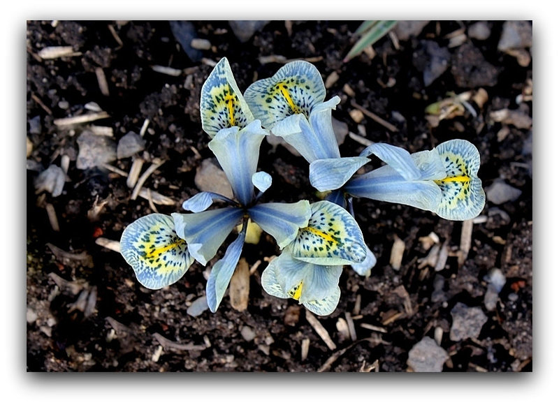 Iris ' Katherine Hodgkin ' ( x histrioïdes )