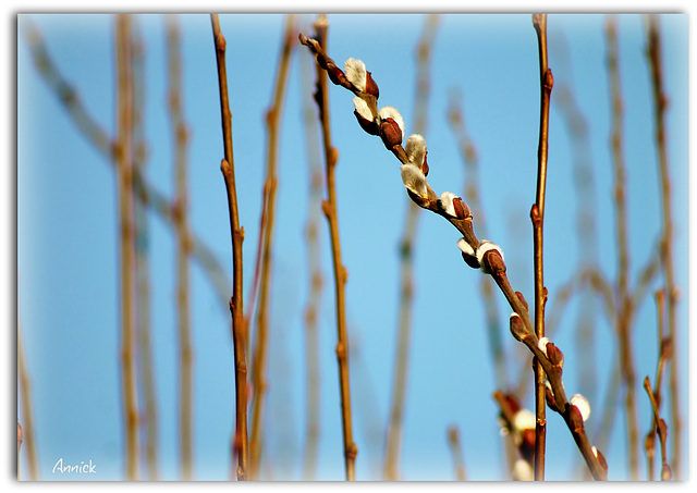 le printemps arrive