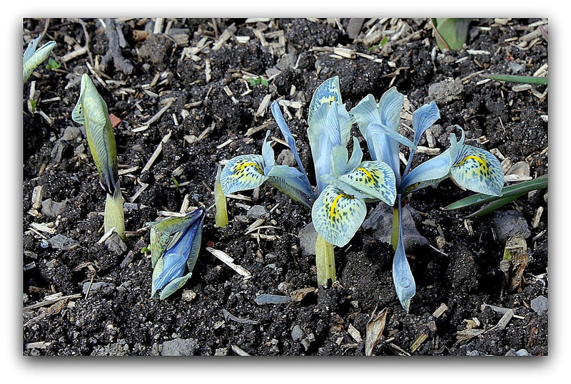 Iris ' Katherine Hodgkin ' ( x histrioïdes )