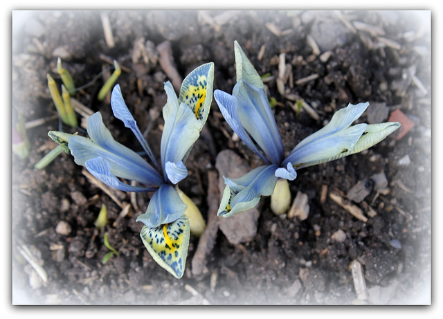 Iris ' Katherine Hodgkin ' ( x histrioïdes )- Eclosion