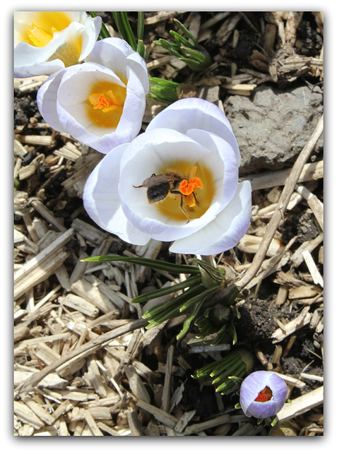 Crocus vernus ' Sky Blue '