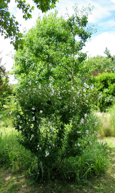 Floraison de l'été