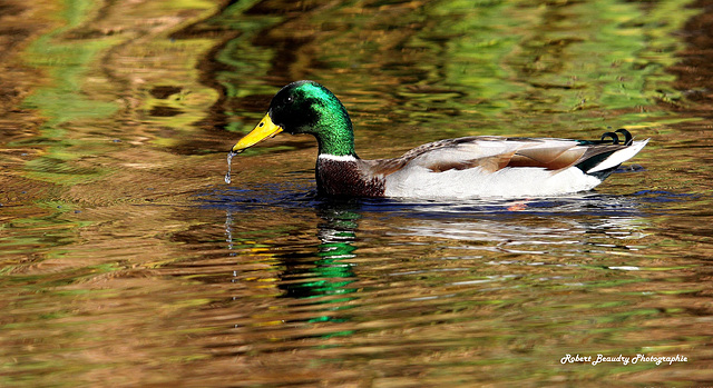 Canard colvert ( mâle )