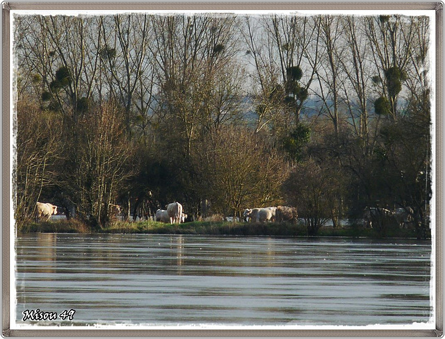 SAINTE GEMMES sur LOIRE .