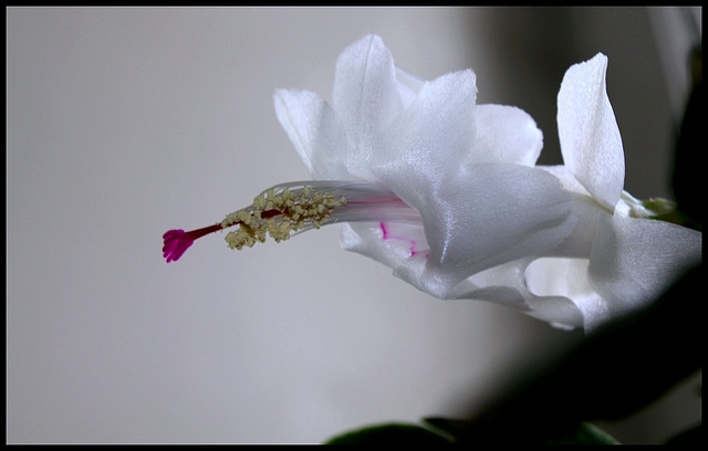 Schlumbergera blanc