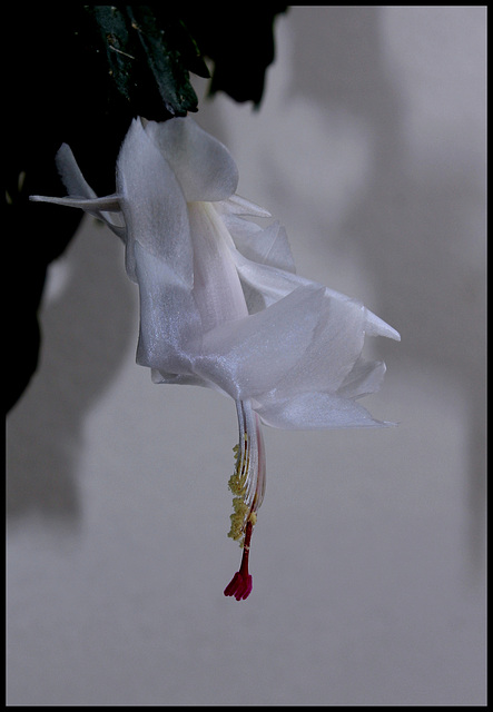 Schlumbergera blanc
