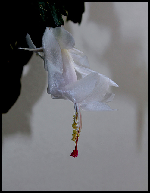 Schlumbergera blanc