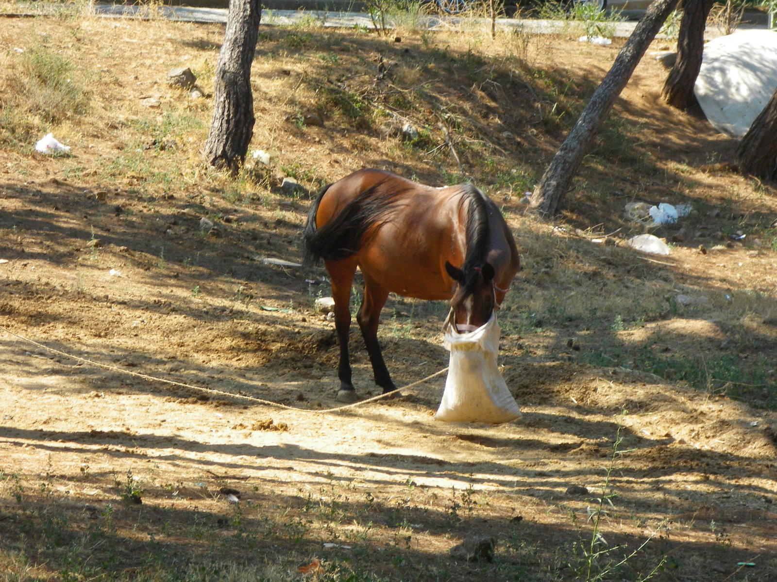 Cheval