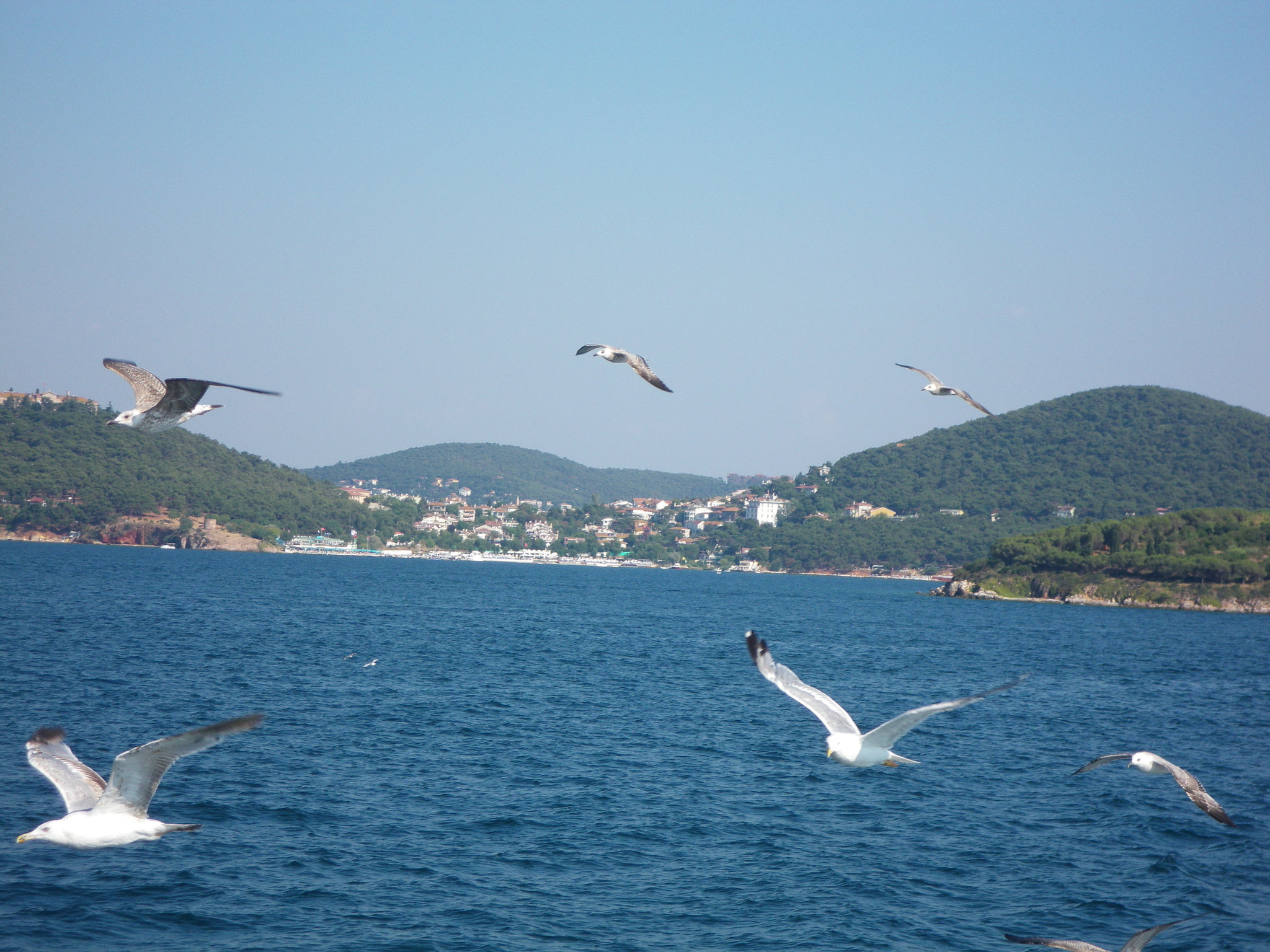 Adieu aux îles. Mouettes.