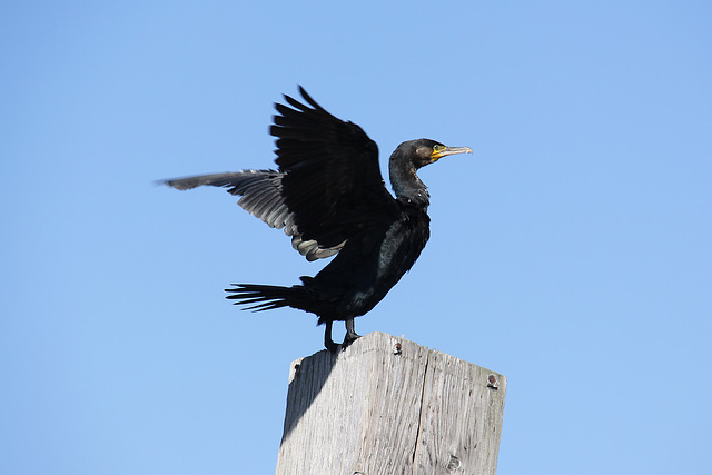 Drying his wings