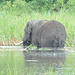 La elefanto banas en la lago dum manĝas la apudajn kreskaĵojn