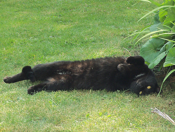 A long cat stretching in the sun