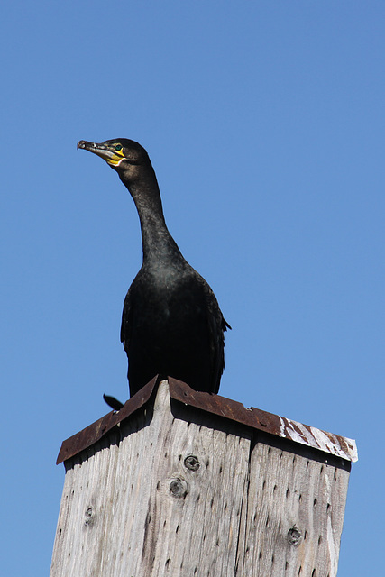 On the look out