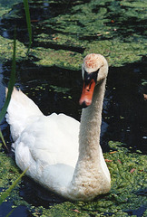 The long graceful neck of a swan