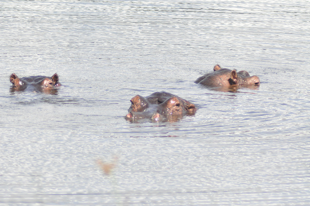 Tuta familio. Nuntempe en Akangera troviĝas la plej granda grupo de hipopotamoj en Afriko