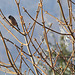 l'arbre aux oiseaux