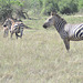 Zebra familio