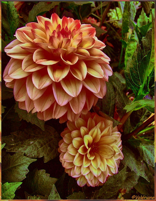 Dahlias en HDR