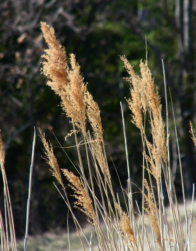 Herbes séches