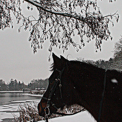 Promenade sous la neige . . . Promenade sous la neige . . .