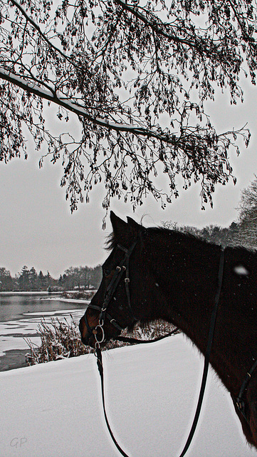 Promenade sous la neige . . .