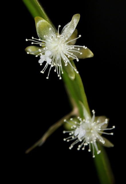 Rhipsalis