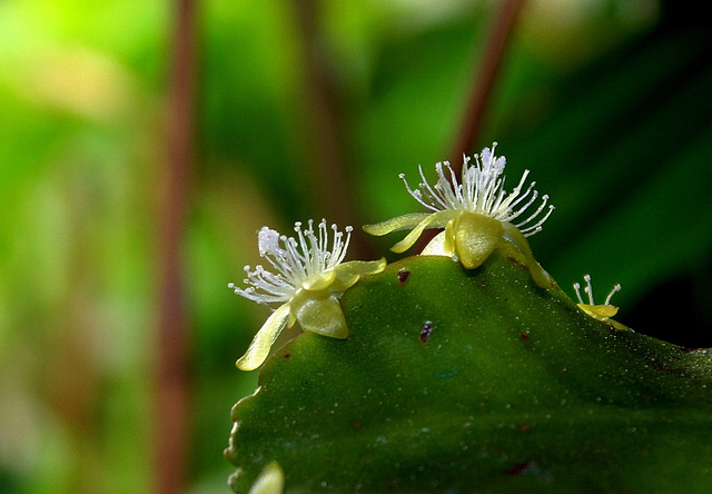 Rhipsalis pachyptera -floraison