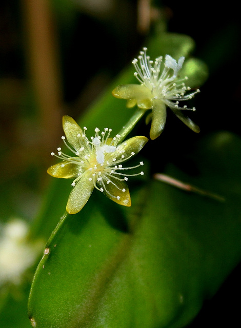 Rhipsalis pachyptera -floraison