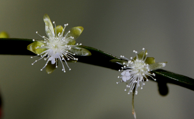 Rhipsalis pachyptera -floraison