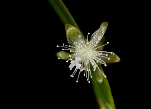 Rhipsalis