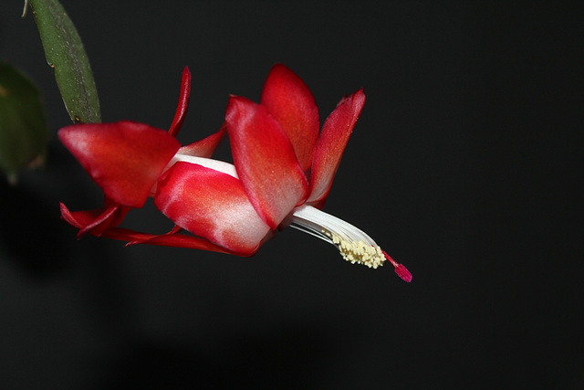 En rouge et noir