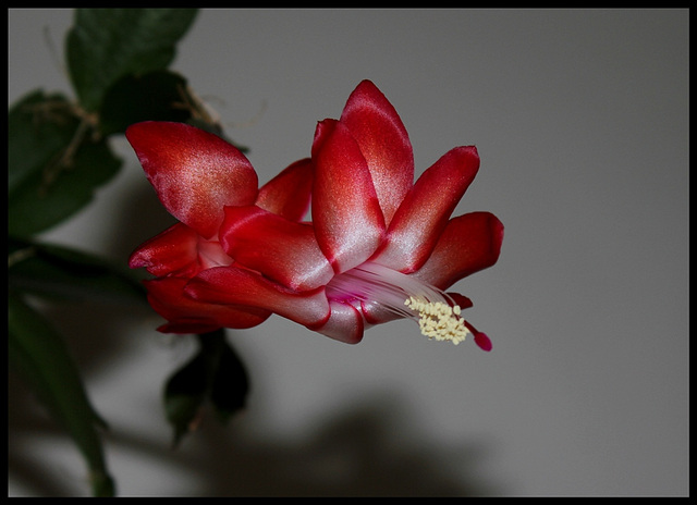 Schlumbergera rouge et blanc