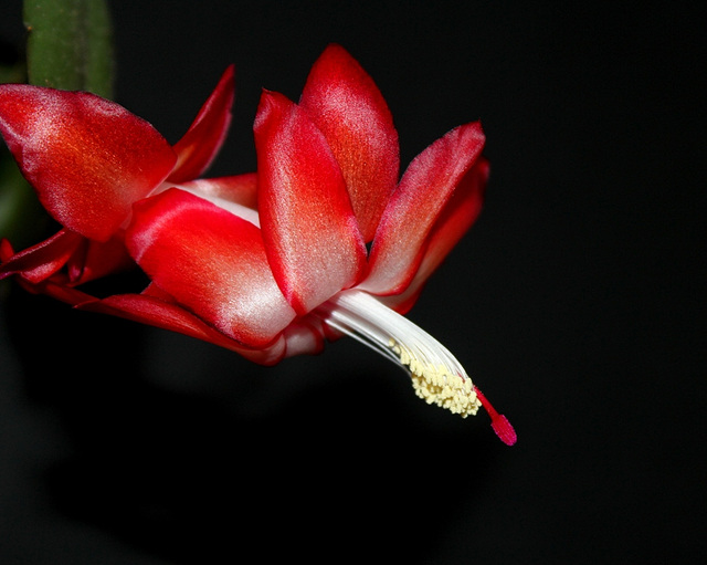 En rouge et noir