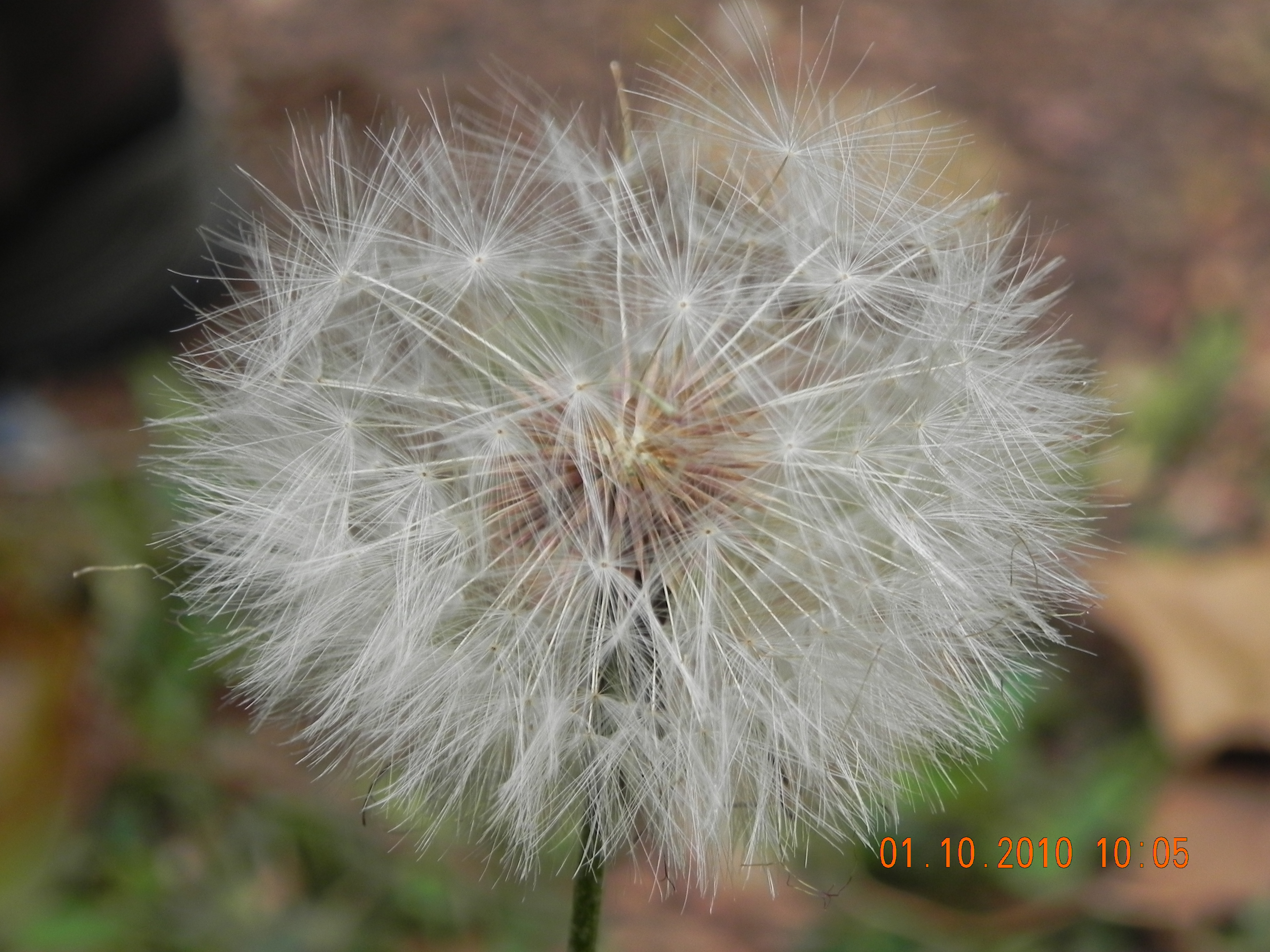DSCN1532