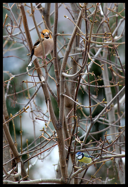 Gros-bec et Mésange bleue