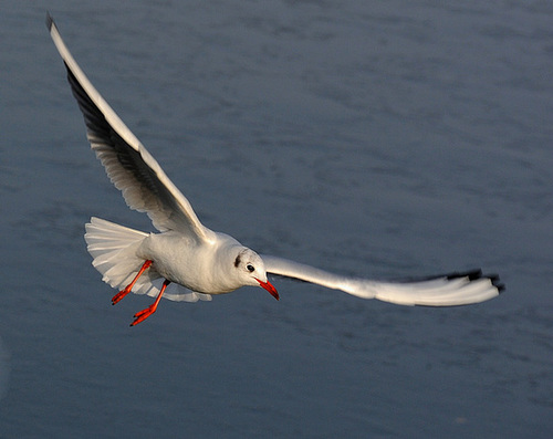 Un mouette plane...