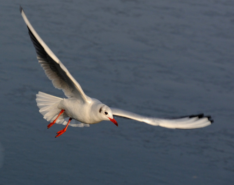Un mouette plane...