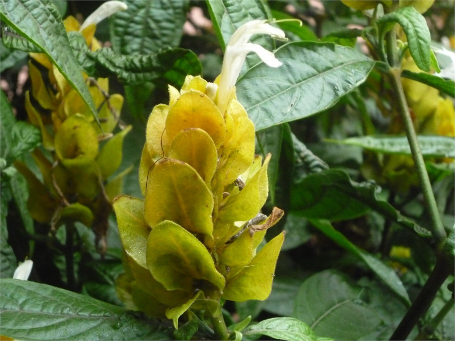 Flor amarilla