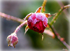 givre sur un bouton de rose de l'hiver