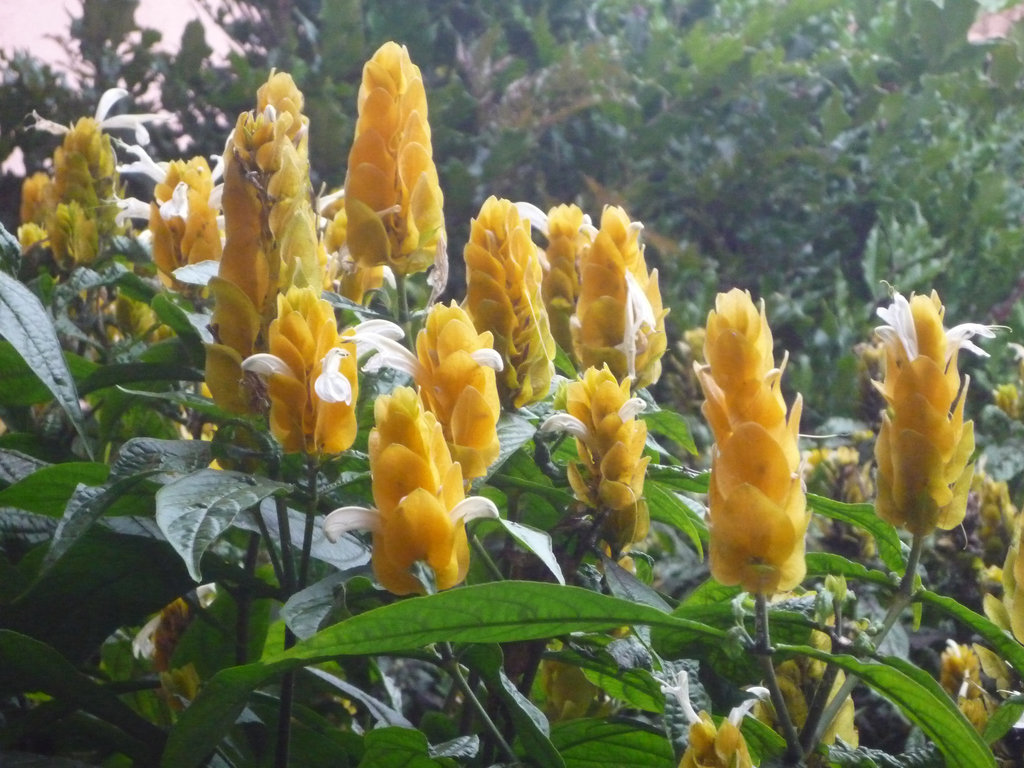 Flores amarillas