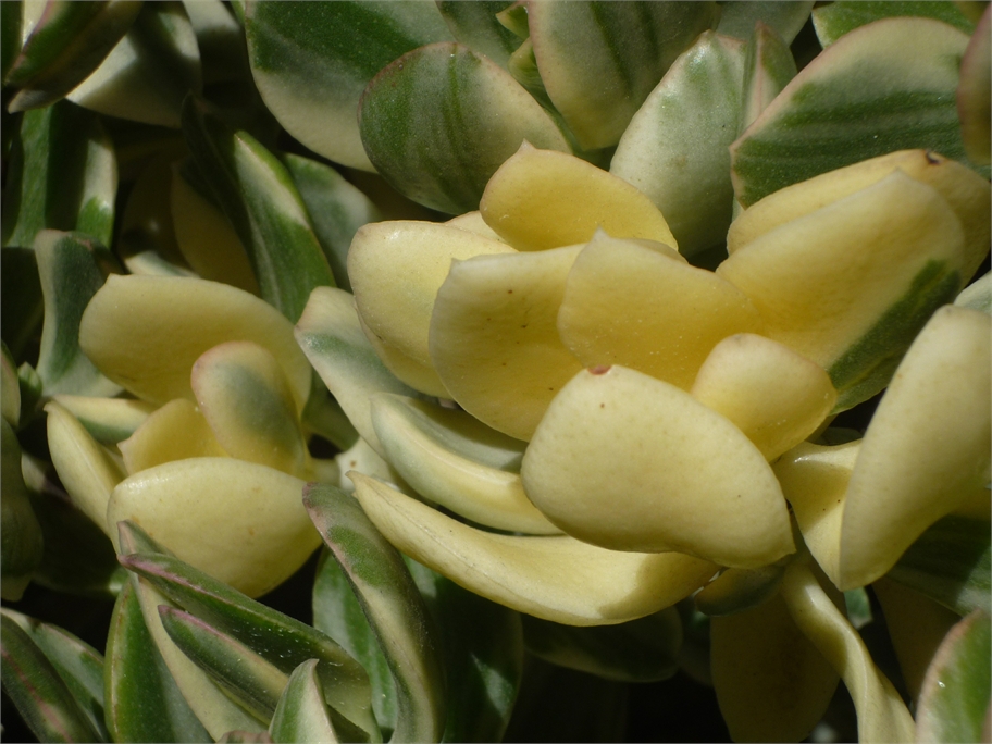 Flor amarilla de cactus