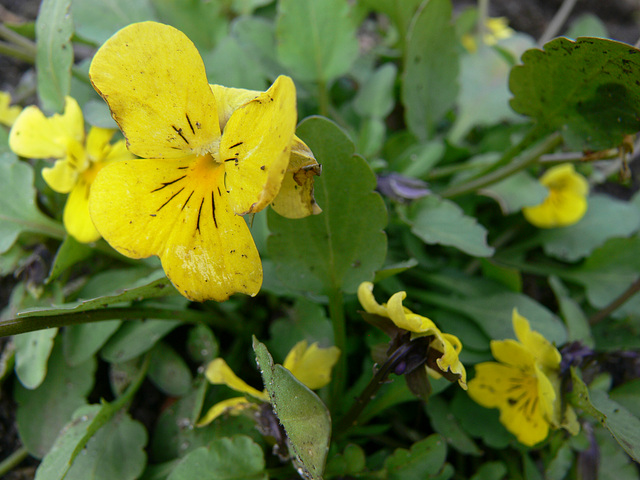 der Frühling lockt