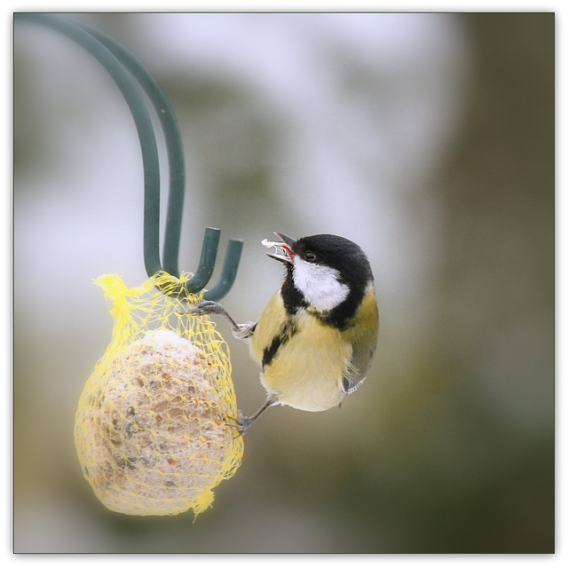 Mésange au charbon....