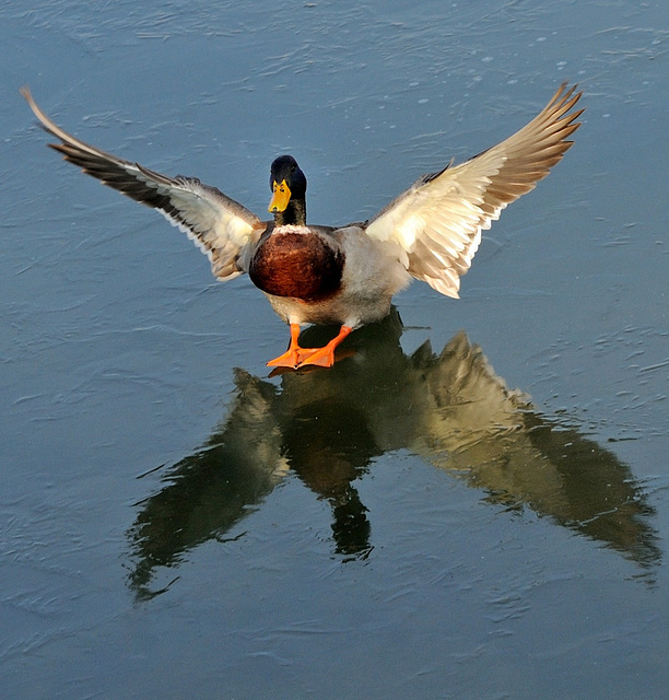 Atterrissage sur glace d'un colvert...