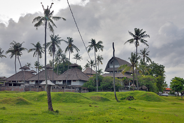 Asian palm weevil destroys many trees on Bali