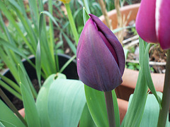 Lovely deep purple tulip