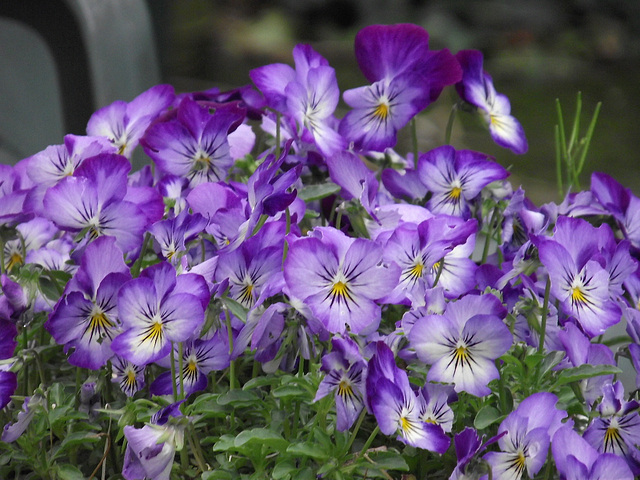 Some purple pansies