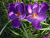 Purple crocus'